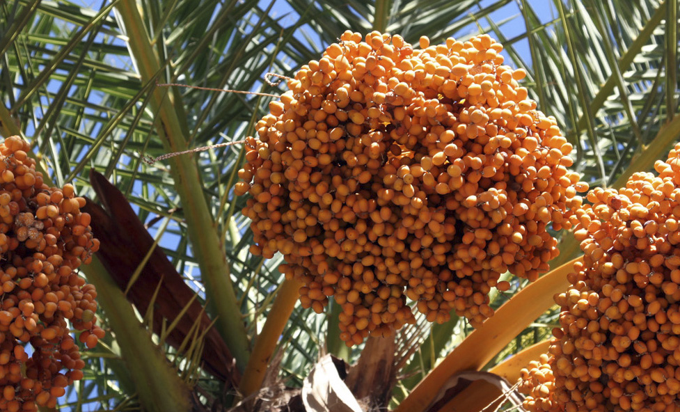Palmera datilera | Zoo Barcelona